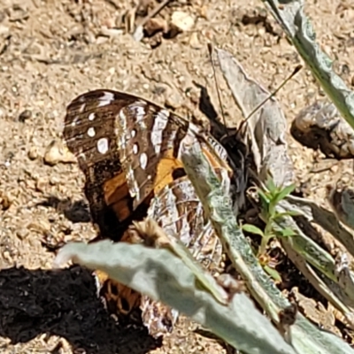 Vanessa kershawi (Australian Painted Lady) at Jindabyne, NSW - 27 Feb 2023 by trevorpreston