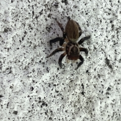 Maratus griseus at Canberra, ACT - 27 Feb 2023