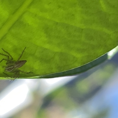 Oxyopes (genus) (Lynx spider) at Canberra, ACT - 27 Feb 2023 by Hejor1
