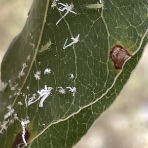 Protyora sterculiae at Ainslie, ACT - 24 Feb 2023