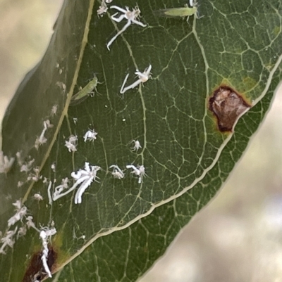 Protyora sterculiae (Kurrajong star psyllid) at Ainslie, ACT - 24 Feb 2023 by Hejor1