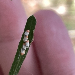 Monophlebulus sp. (genus) at Ainslie, ACT - 24 Feb 2023