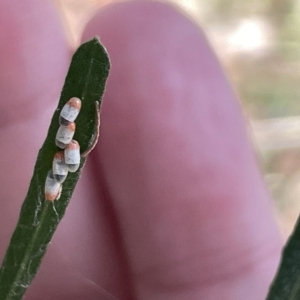 Monophlebulus sp. (genus) at Ainslie, ACT - 24 Feb 2023