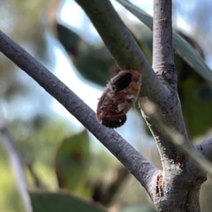 Coccinellidae (family) at Ainslie, ACT - 24 Feb 2023