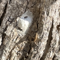 Lepidoptera unclassified IMMATURE moth at Mount Ainslie - 24 Feb 2023 by Hejor1