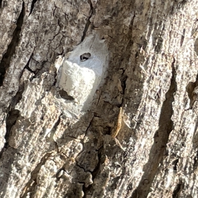 Lepidoptera unclassified IMMATURE moth at Mount Ainslie - 24 Feb 2023 by Hejor1