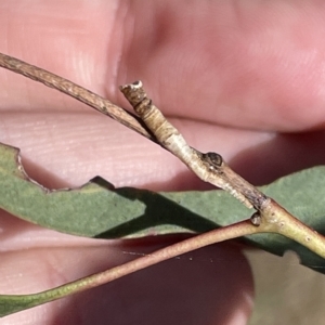 Aphrophorinae (subfamily) at Ainslie, ACT - 25 Feb 2023