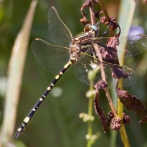 Synthemis eustalacta at Stromlo, ACT - 26 Feb 2023 11:40 AM