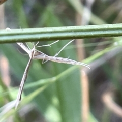 Stenoptilia zophodactylus (Dowdy Plume Moth) at Mount Ainslie - 26 Feb 2023 by Hejor1