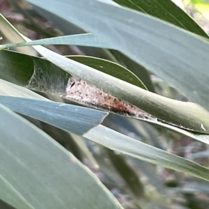 Lepidoptera unclassified IMMATURE moth at Ainslie, ACT - 26 Feb 2023