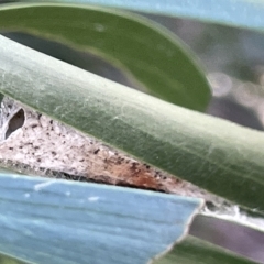 Lepidoptera unclassified IMMATURE moth at Ainslie, ACT - 26 Feb 2023