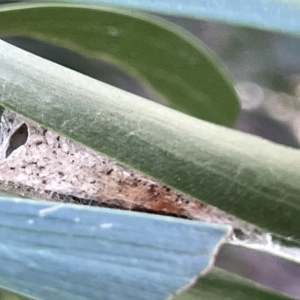 Lepidoptera unclassified IMMATURE moth at Ainslie, ACT - 26 Feb 2023