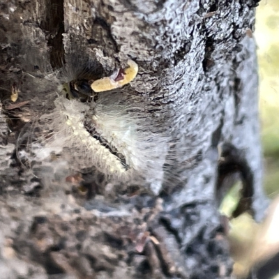 Lepidoptera unclassified IMMATURE moth at Mount Ainslie - 26 Feb 2023 by Hejor1