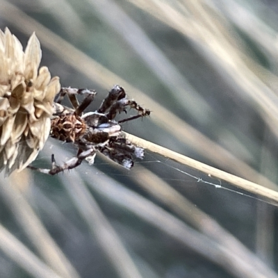 Backobourkia (genus) (An orb weaver) at Ainslie, ACT - 26 Feb 2023 by Hejor1