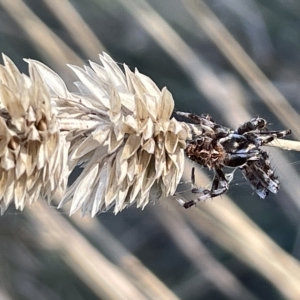 Backobourkia sp. (genus) at Ainslie, ACT - 26 Feb 2023