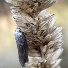 Oecophoridae (family) (Unidentified Oecophorid concealer moth) at Ainslie, ACT - 26 Feb 2023 by Hejor1