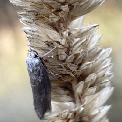 Oecophoridae (family) (Unidentified Oecophorid concealer moth) at Ainslie, ACT - 26 Feb 2023 by Hejor1