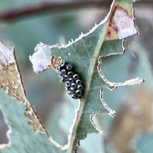 Oechalia schellenbergii at Ainslie, ACT - 26 Feb 2023