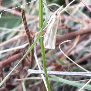 Hednota species near grammellus at Ainslie, ACT - 26 Feb 2023 06:57 PM