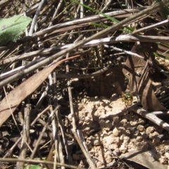 Vespula germanica (German Yellowjacket Wasp (also known as European Wasp)) at Latham, ACT - 12 Feb 2023 by pinnaCLE