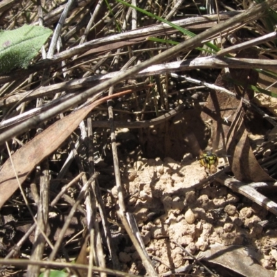 Vespula germanica (German Yellowjacket Wasp (also known as European Wasp)) at Latham, ACT - 12 Feb 2023 by pinnaCLE