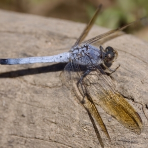 Orthetrum caledonicum at Stromlo, ACT - 26 Feb 2023