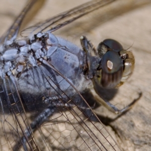 Orthetrum caledonicum at Stromlo, ACT - 26 Feb 2023 11:43 AM