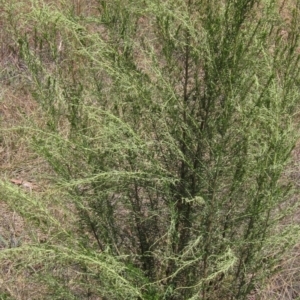 Cassinia sifton at Latham, ACT - 12 Feb 2023 12:50 PM