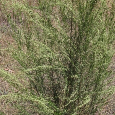 Cassinia sifton (Sifton Bush, Chinese Shrub) at Umbagong District Park - 12 Feb 2023 by pinnaCLE