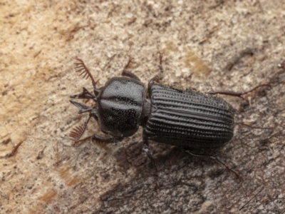 Syndesus cornutus (Stag beetle) at Cotter River, ACT - 26 Feb 2023 by living