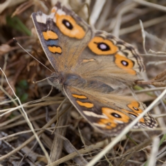 Junonia villida (Meadow Argus) at Stromlo, ACT - 26 Feb 2023 by KorinneM