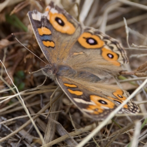 Junonia villida at Stromlo, ACT - 26 Feb 2023 11:01 AM