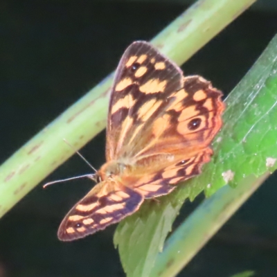 Heteronympha paradelpha (Spotted Brown) at Kambah, ACT - 27 Feb 2023 by MatthewFrawley