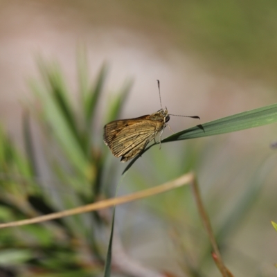 Ocybadistes walkeri (Green Grass-dart) at Lyons, ACT - 25 Feb 2023 by ran452