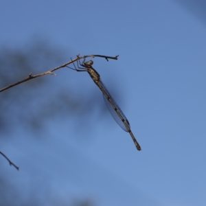 Austrolestes leda at Lyons, ACT - 25 Feb 2023 08:44 PM