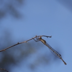 Austrolestes leda at Lyons, ACT - 25 Feb 2023 08:44 PM