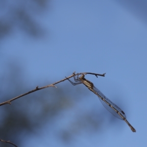 Austrolestes leda at Lyons, ACT - 25 Feb 2023 08:44 PM