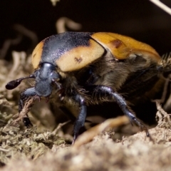 Chondropyga dorsalis (Cowboy beetle) at Stromlo, ACT - 26 Feb 2023 by KorinneM