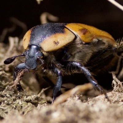 Chondropyga dorsalis (Cowboy beetle) at Stromlo, ACT - 26 Feb 2023 by KorinneM