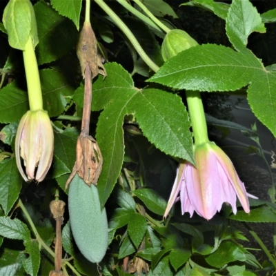 Passiflora tarminiana (Banana Passionfruit) at Robertson, NSW - 27 Feb 2023 by plants