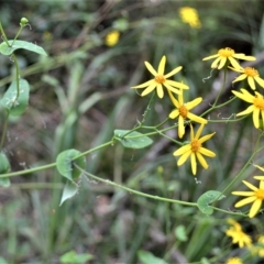 Senecio velleioides (Forest Groundsel) at Fitzroy Falls, NSW - 27 Feb 2023 by plants