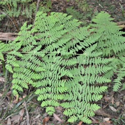 Histiopteris incisa (Bat's-Wing Fern) at Fitzroy Falls, NSW - 27 Feb 2023 by plants