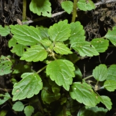 Australina pusilla (Small Shade Nettle) at Fitzroy Falls, NSW - 27 Feb 2023 by plants