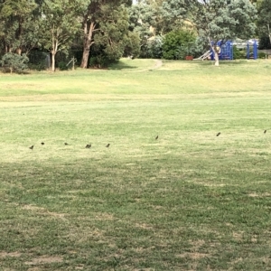 Sturnus vulgaris at Belconnen, ACT - 22 Feb 2023 08:45 AM