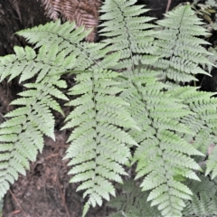 Diplazium australe (Austral Lady Fern) at Fitzroy Falls, NSW - 27 Feb 2023 by plants