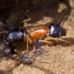 Camponotus consobrinus (Banded sugar ant) at Stromlo, ACT - 26 Feb 2023 by KorinneM