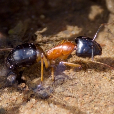 Camponotus consobrinus (Banded sugar ant) at Stromlo, ACT - 26 Feb 2023 by KorinneM