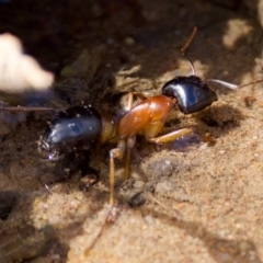 Camponotus consobrinus at Stromlo, ACT - 26 Feb 2023