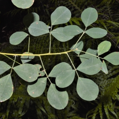 Goodia lotifolia (Golden Tip) at Fitzroy Falls, NSW - 27 Feb 2023 by plants