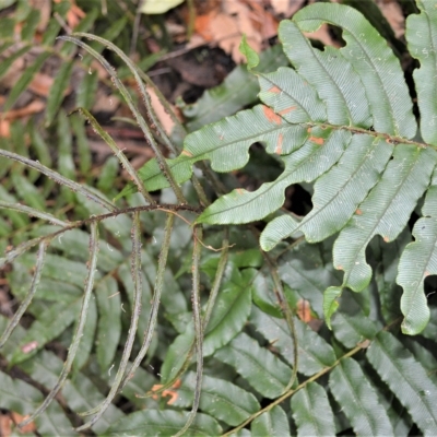 Blechnum wattsii (Hard Water Fern) at Fitzroy Falls, NSW - 27 Feb 2023 by plants